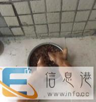 流浪小黄猫找领养