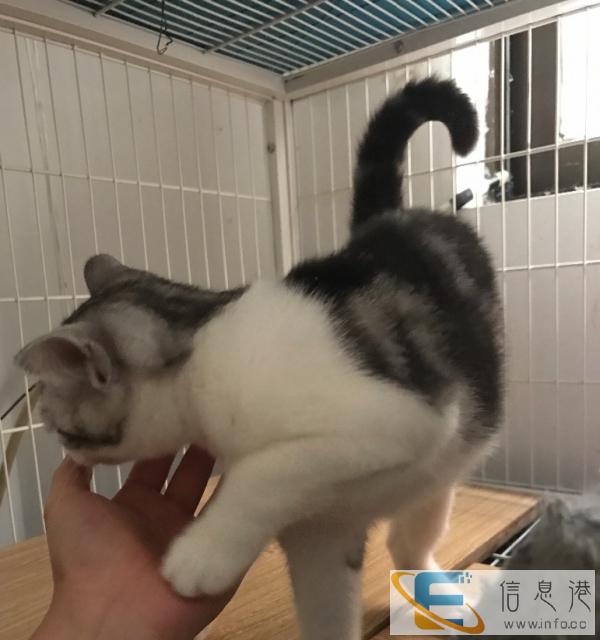 起司猫,美短加白 mm
