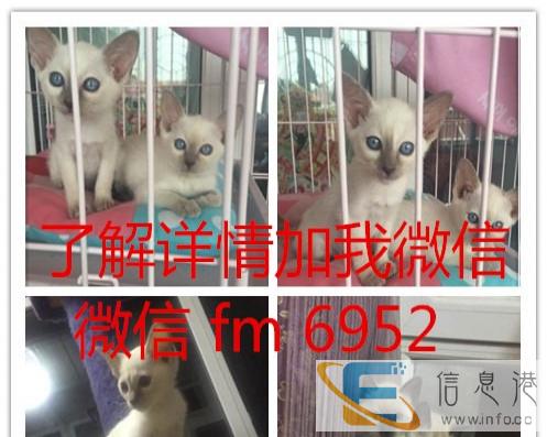 美国短毛猫/虎斑猫/纹路清晰/美短/有绿眼有