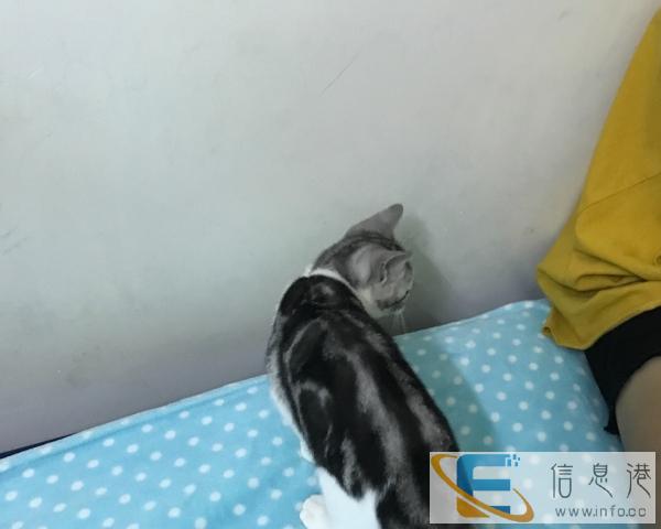 美短加白小妹妹