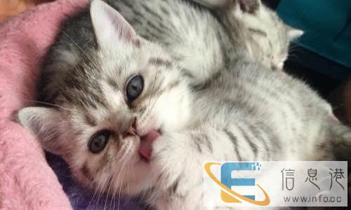 美短猫咪一窝公母都有