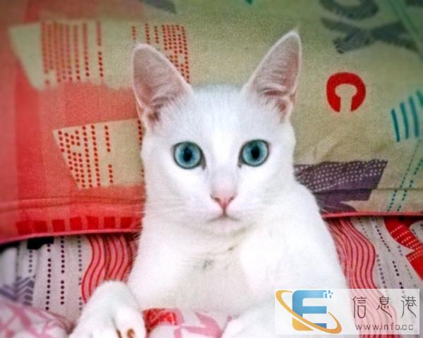 母猫找老公配种