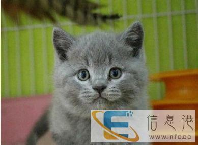 出售英短胖嘟嘟蓝猫幼崽 头大脸圆非常的可会使用猫砂