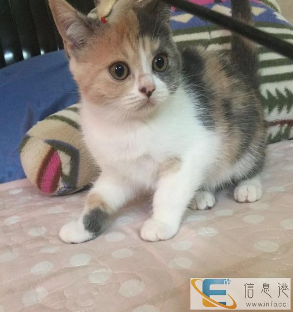 出自家养英短,只剩下一只公的