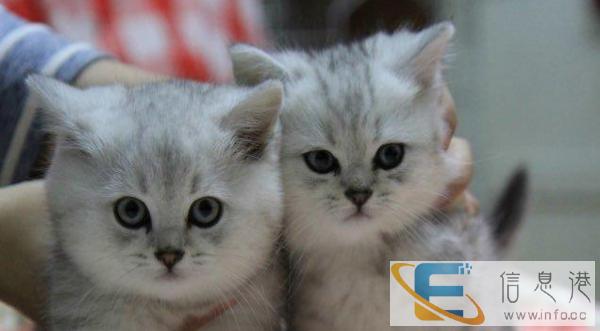 美国短毛猫 美短银虎斑 起司猫 活体宠物猫 可空运