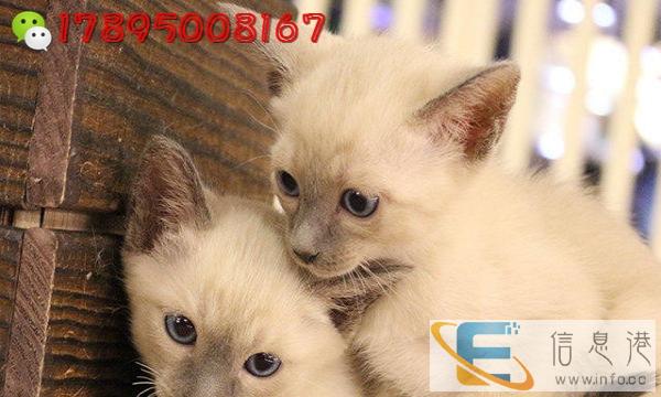 f 4t5 6opp纯种包子54f脸蓝猫 活泼粘sdrt