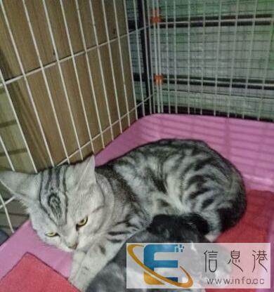 折耳美短猫咪一窝