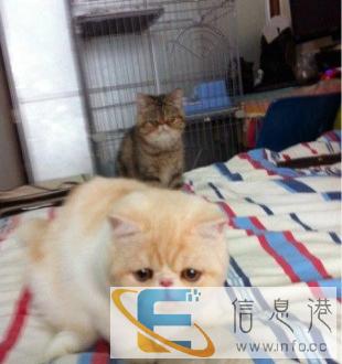 精品加菲猫猫宝宝找新家啦、靠谱家长来挑选哟