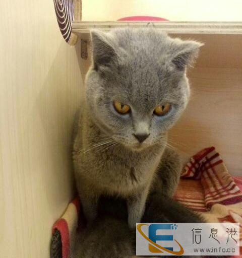 蓝猫咪出窝了萌萌哒