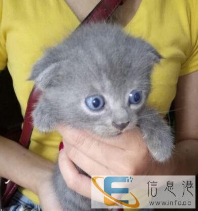 自家繁殖的美短猫咪和蓝猫咪各一窝