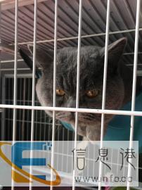 英短蓝猫对外借配