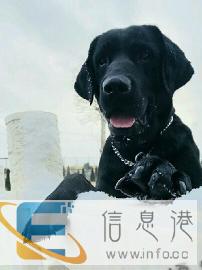 个人赛级双血统拉布拉多配狗，借配种公