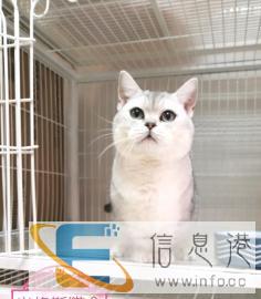 布偶德文银点矮脚等种公借配