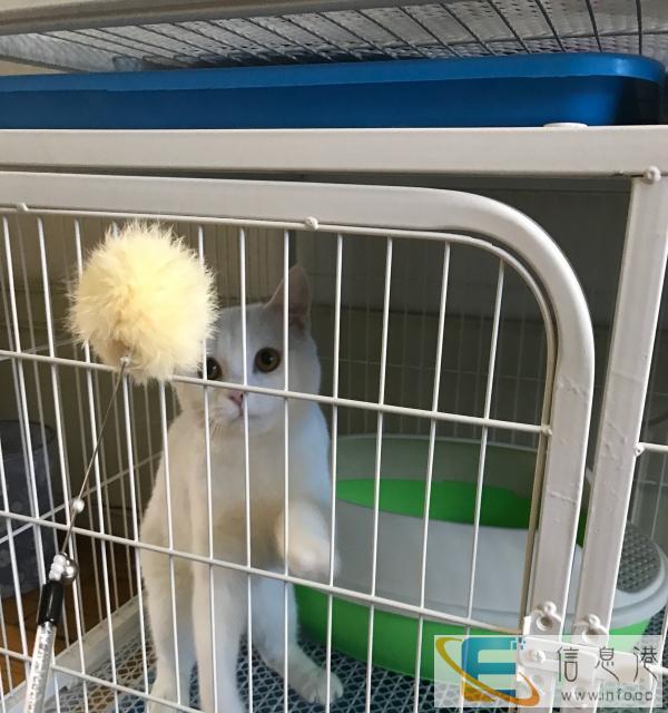 纯白英短公十个月