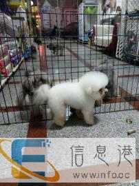 精品爆毛小体泰迪