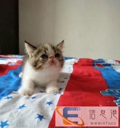 大脸加菲宝宝萌宝找新家