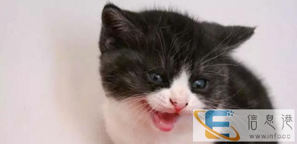 纯种英短幼猫多只可以挑选 保证健康 包邮发货