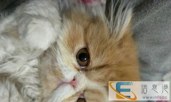 特别可爱的加菲弟弟低价出售