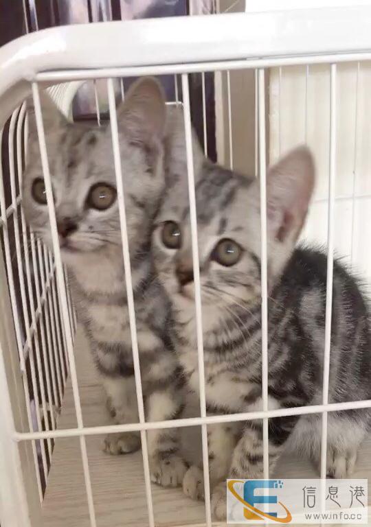 自家繁育英短美短找新家