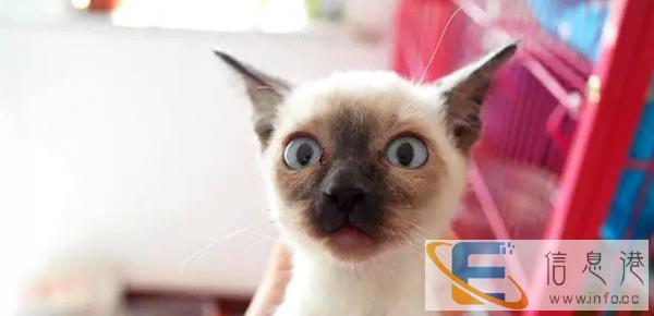 正规猫舍售高品质纯血暹罗猫签署质保三年