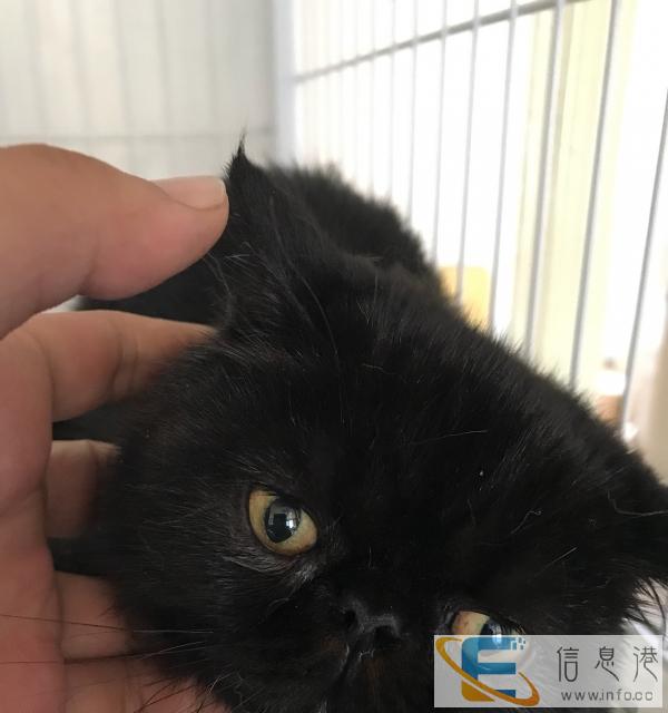黑色加菲猫四个月出售