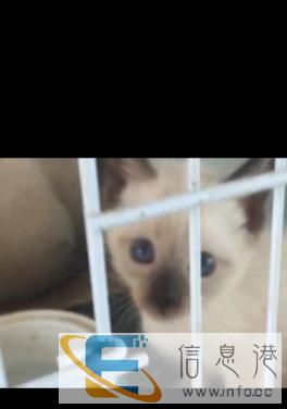 纯种暹罗猫出售