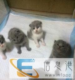 英短蓝猫低价出售