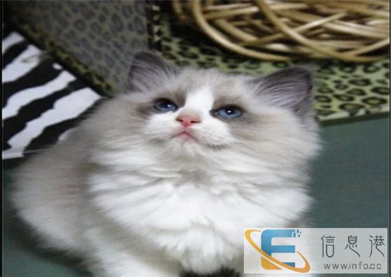 较棒的布偶猫在这 他们都选这家 精品虎斑 有口皆碑 较棒的布偶猫在这 他们都选这家 精品虎斑 有口皆碑