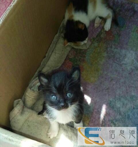 可爱的中华田园喵