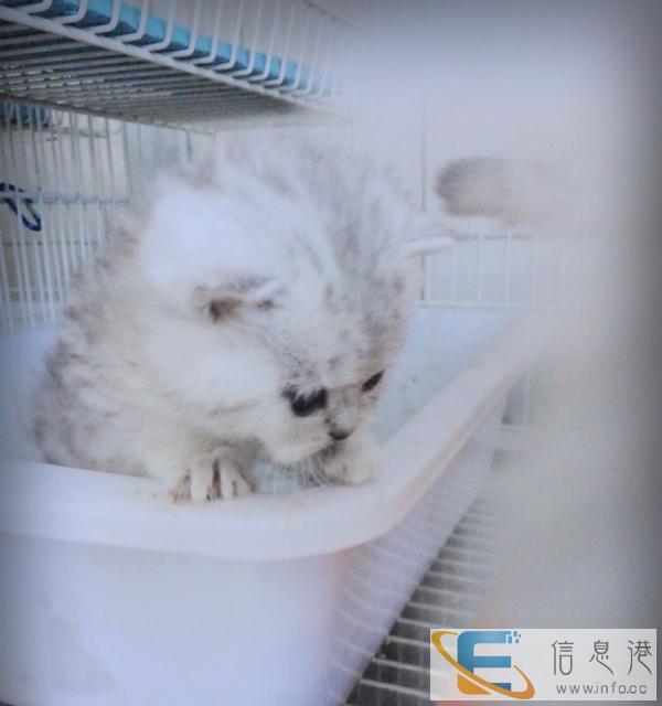 新生小建成找新家