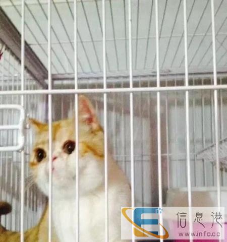 梦宠宠物中心出售多窝加菲幼崽