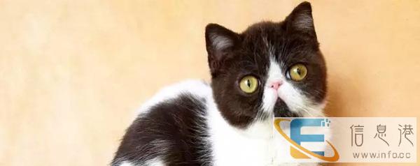 出售高品质红虎斑加菲猫 超级可爱,随时来挑选