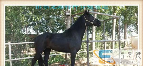 汗血马哪里有卖的