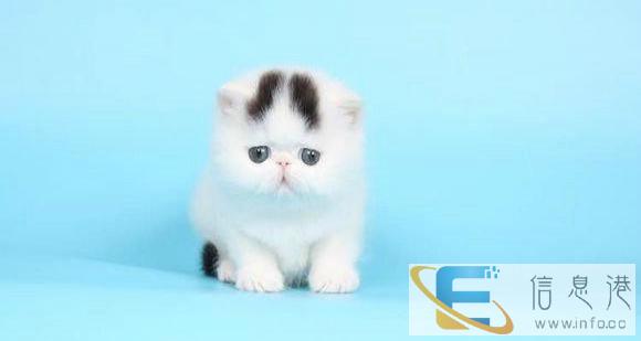 1.所有的猫咪均按照严格的繁育、饲养、护理流程进行养护 2