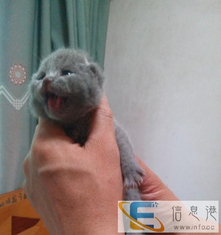 鹰潭顽皮宠物生活馆以优质的服务,欢迎新老朋友的光临