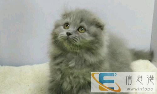 CFA注册专业繁育高品质苏格兰折耳猫纯种猫猫舍