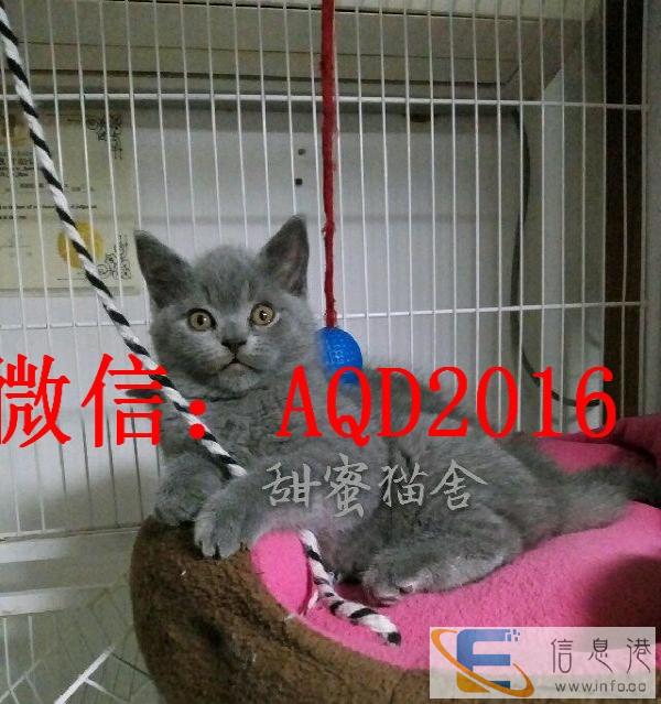 舍出售俄罗斯蓝猫 包纯种健康 可签协议 可上门挑选