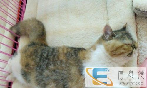 逗人喜爱 性格调皮的加菲猫咪出售了