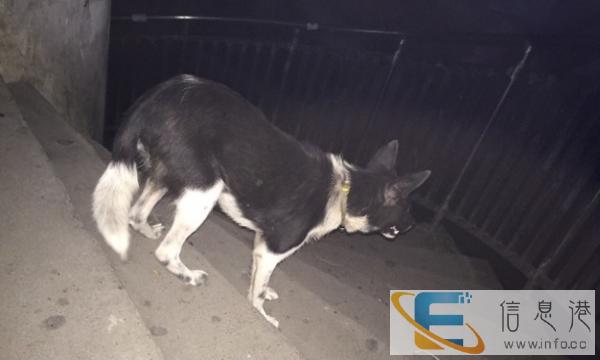 请问哪位爱狗人士能领养它