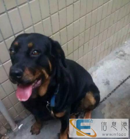 自家养的罗威纳犬