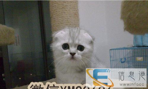 正的美短美加白/立耳/折耳猫咪出售,随时欢迎