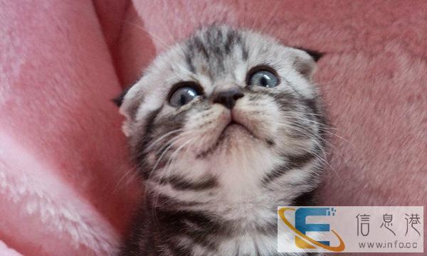 猫舍专业繁殖出售苏格兰折耳猫 疫苗已做包健康