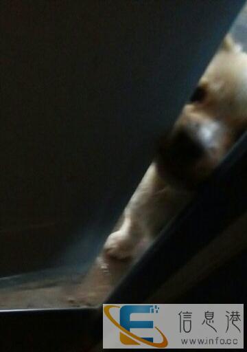 求来领养流浪狗