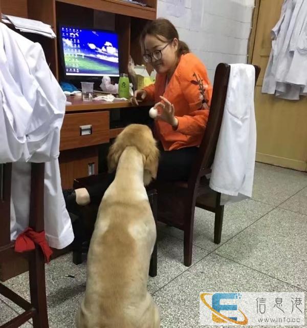 母成年金毛找老公