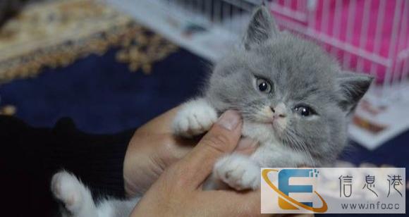 诚心寻爱心人士领养自家可爱的蓝猫 会轻轻地舐一下你