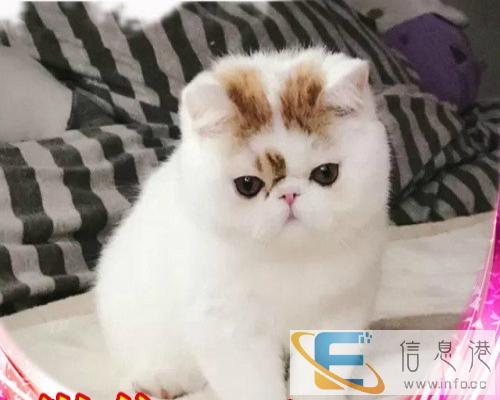 加菲宝宝满月了开始预定啦