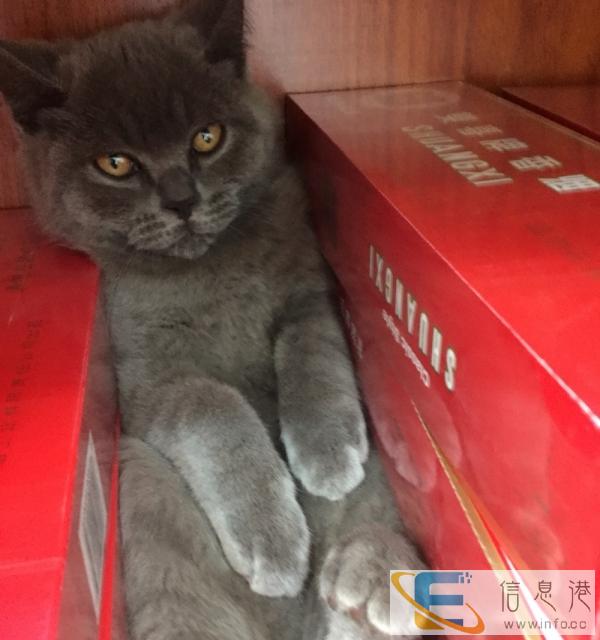 出售家养蓝猫