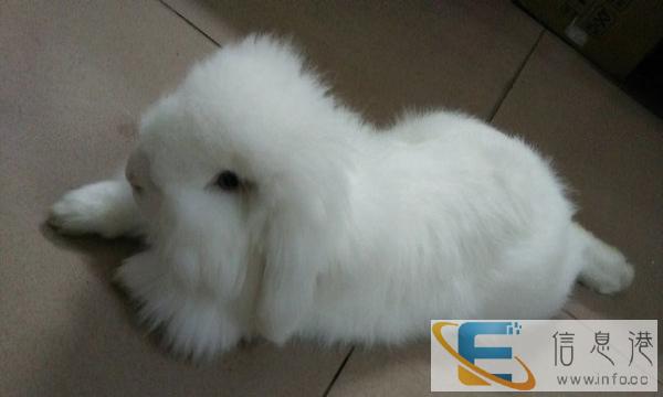 宠物垂耳兔宝宝,五个月妹妹