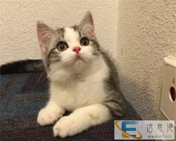 舍火爆出售纯种英短渐层蓝猫蓝白短毛可上门挑选