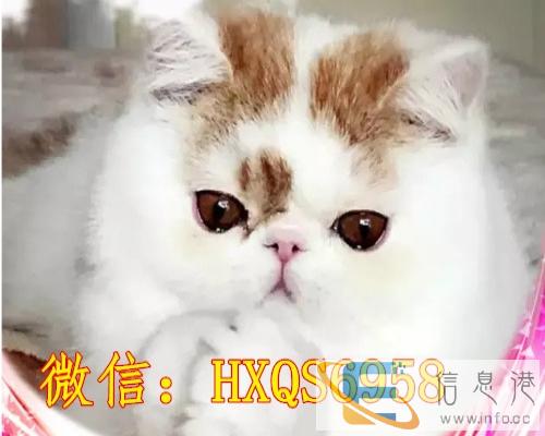 跨年大促销回馈新老客户全场加菲特价出售包纯种保健康